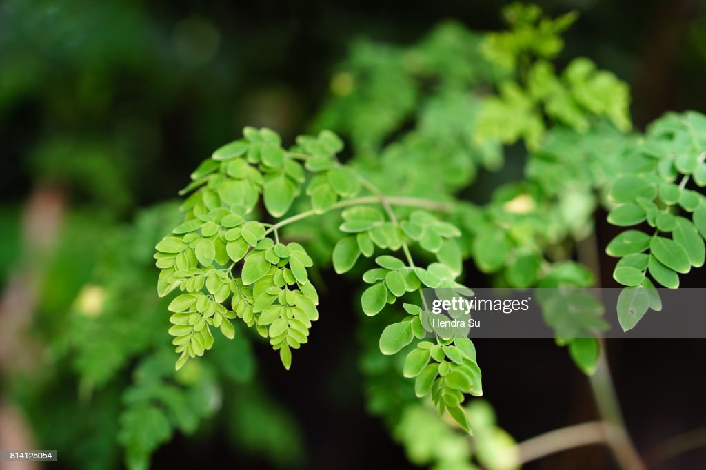 GreenwayzNaturals Moringa Vegetable Capsule