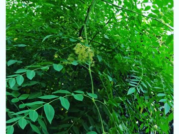 Most people in western countries have not used Moringa for their HEALTH!