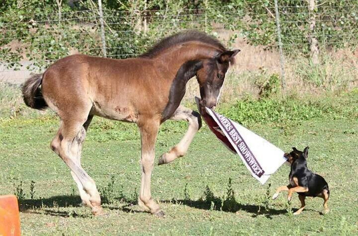 Moringa Oliefera! Great for your pets and all natural health benefits. Helps prevent illness!