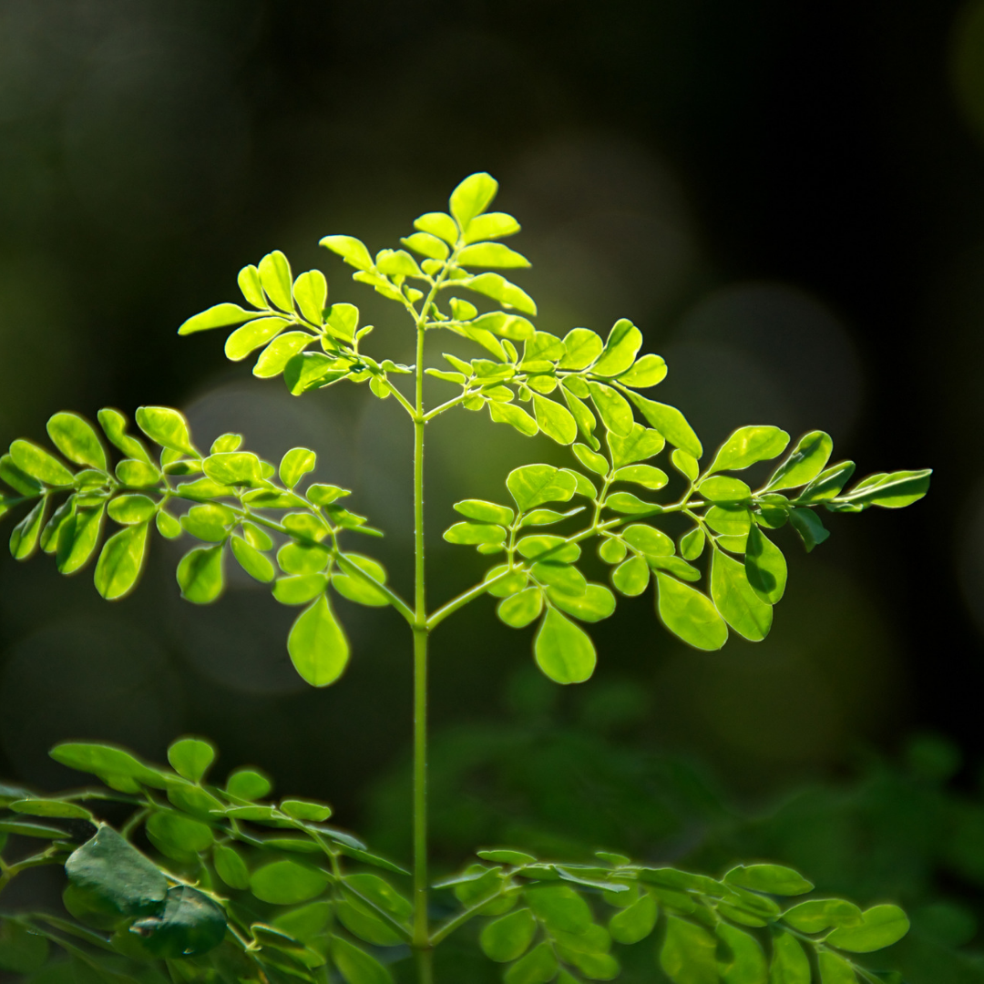 What you need to know about Moringa!