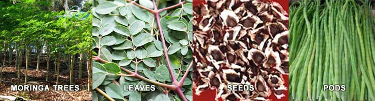 Learn all about Plant-based nutrition and Moringa.