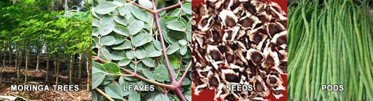 Learn all about Plant-based nutrition and Moringa.